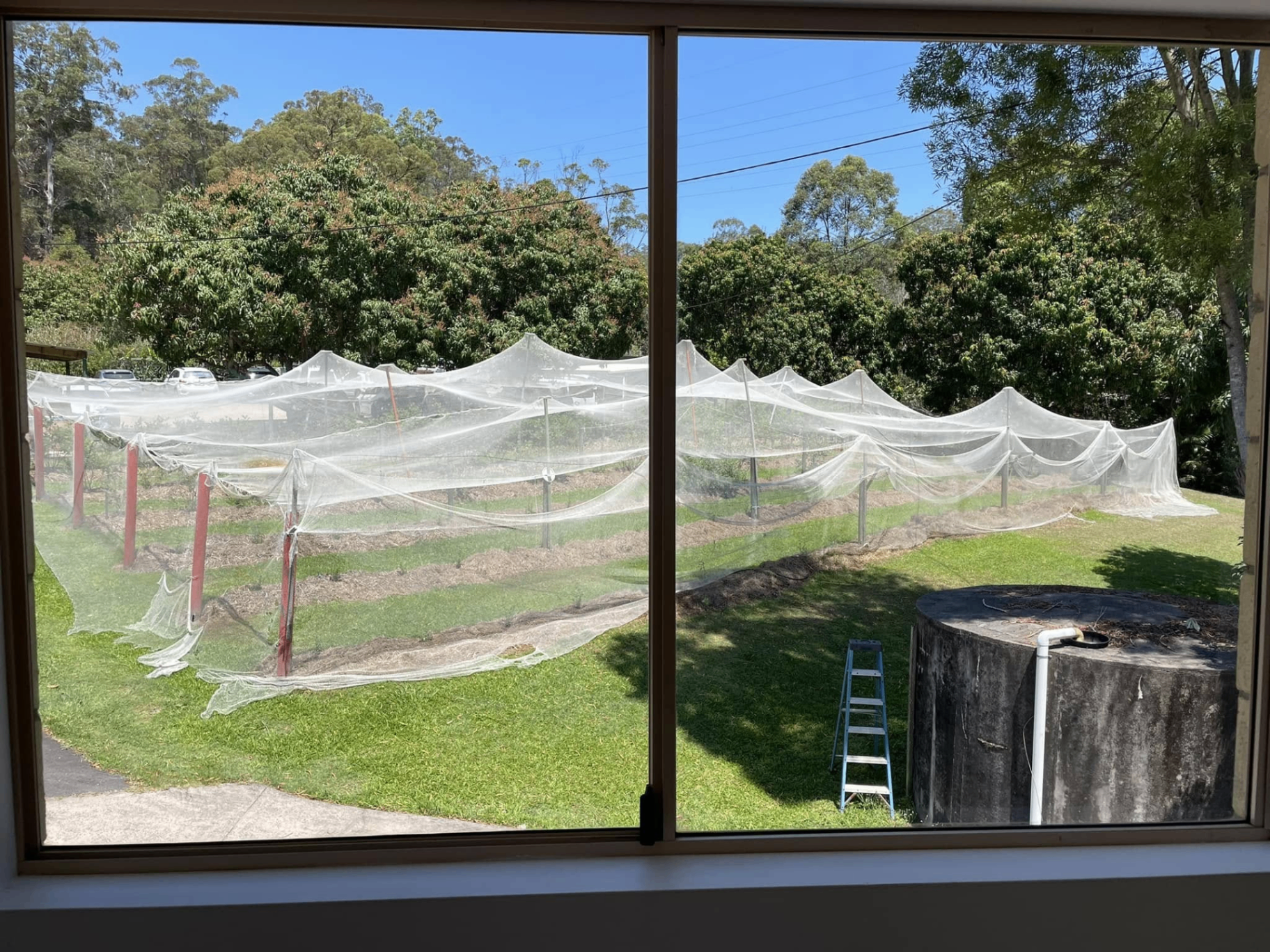 Wide window looking out to a netted orchard