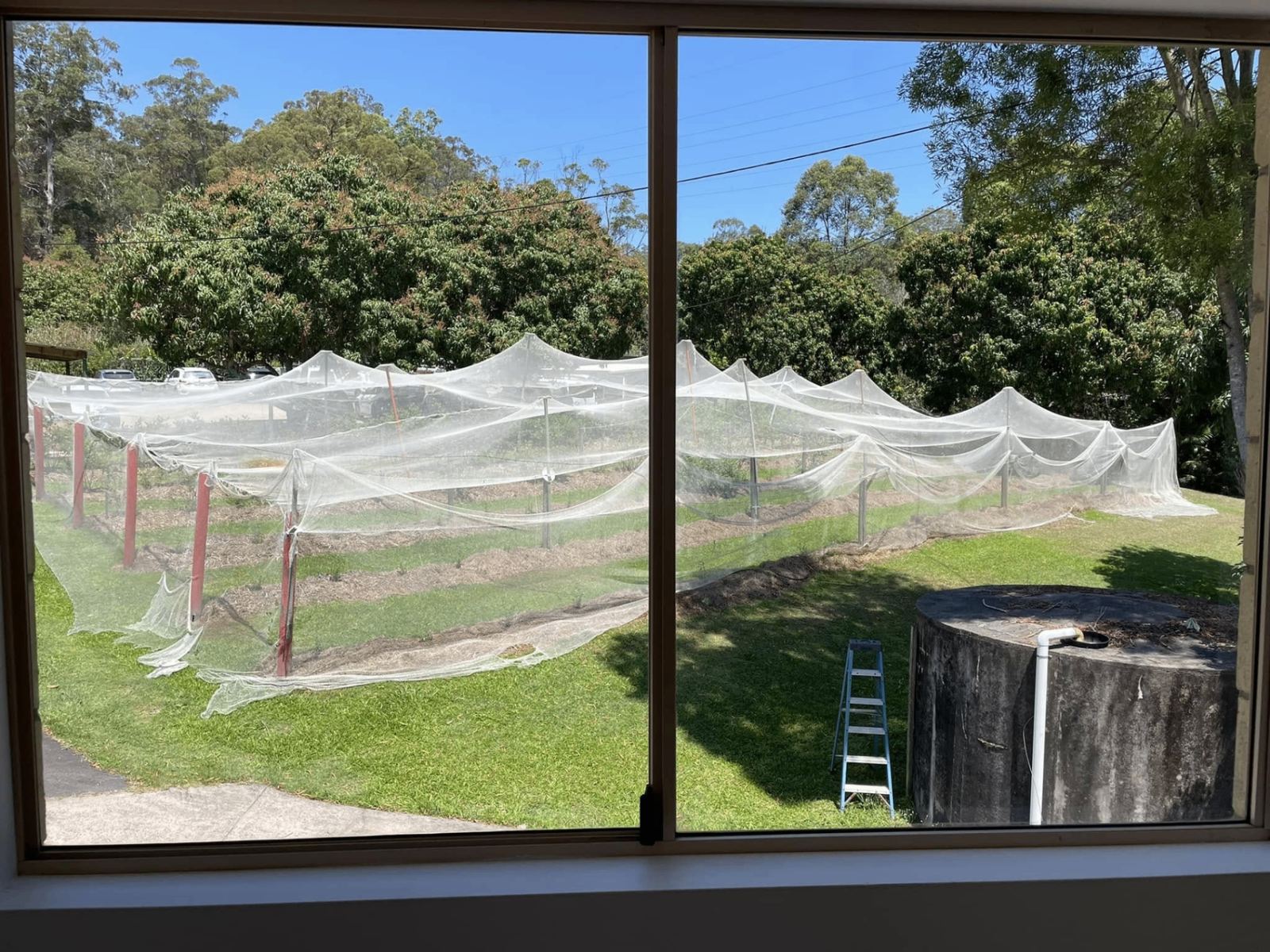 Wide window looking out to a netted orchard